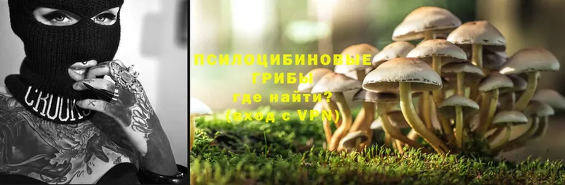 Галлюциногенные грибы Psilocybe  Сызрань 